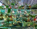 Bonsai dừa hình mèo tiền triệu hút khách dịp Tết